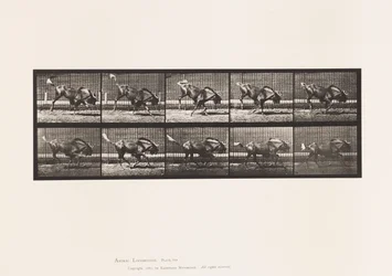Planche 702. Gnou ; Ruant et galopant