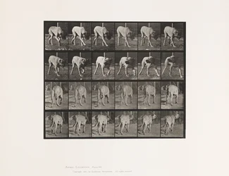 Planche 703. Chien; Marchant; Mâtin Interrompu