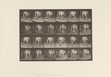 Planche 704. Chien; Marchant; Mâtin