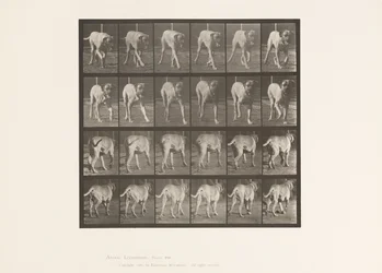 Planche 705. Chien; Trottant; Mastiff