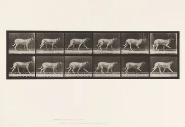 Planche 706. Chien; Trottant; Mastiff