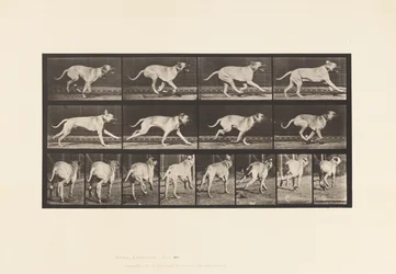 Planche 707. Chien; Galopant; Mastiff