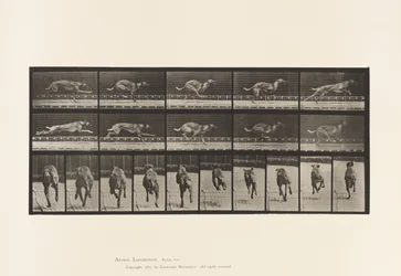 Planche 708. Chien; Galopant; Lévrier de Course Marron