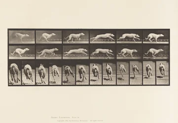 Planche 710. Chien; Galopant; Lévrier Blanc Maggie