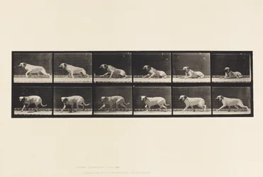 Planche 714. Chien; Éveillé par une torpille; Mastiff-Smith