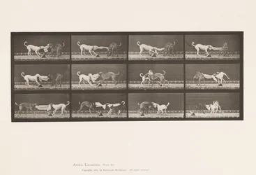 Planche 715. Chiens ; Trois, tirant sur une serviette, Ike, Maggie, etc.