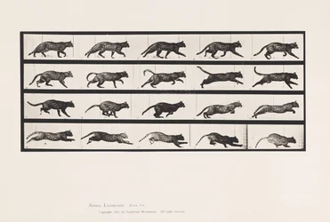 Planche 717. Chat; Trottant; Changeant en Galopant