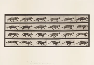 Planche 718. Chat; Trottant; Passage au galop