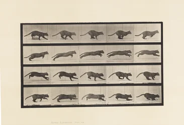 Planche 719. Chat ; Galopant