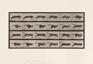Planche 720. Chat; Galopant