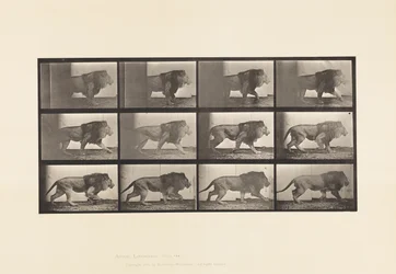 Planche 722. Lion; Marchant
