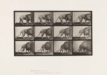 Planche 723. Lion ; Marchant, Se retournant