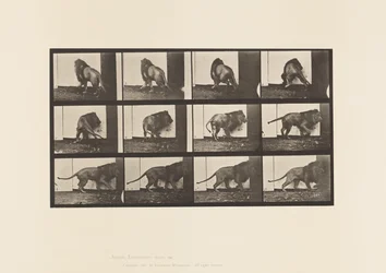Planche 725. Lion ; Marchant, Se retournant