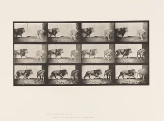 Planche 726. Lion et lionne ; Marchant