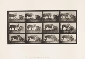 Planche 727. Lionne ; Marchant ; Lion ; Allongé