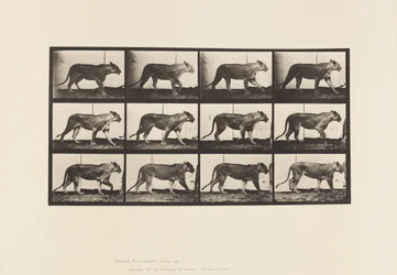 Lionne; marchant; lion; couché