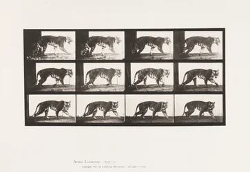 Planche 729. Tigresse; Marchant