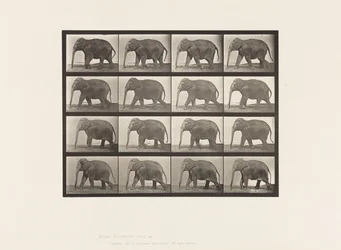 Planche 732. Éléphant; Marchant