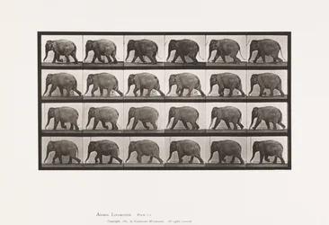 Éléphant; marchant