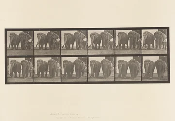 Planche 734. Éléphants; Deux, marchant