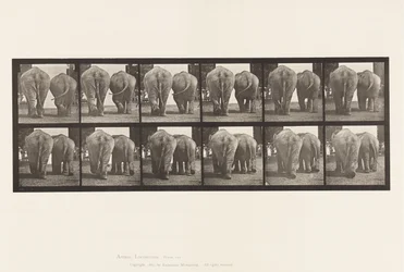 Planche 735. Éléphants ; Deux, marchant