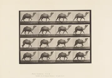 Planche 736. Chameau égyptien ; Racking