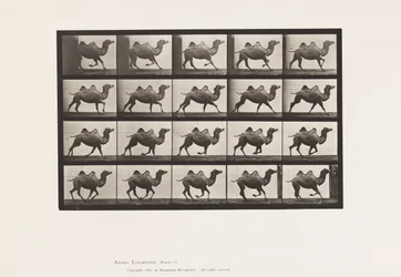 Planche 739. Chameau de Bactriane ; Galopant