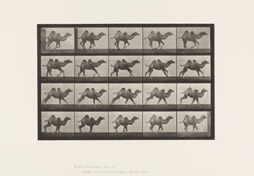 Chameau de Bactriane; (jeune), galopant