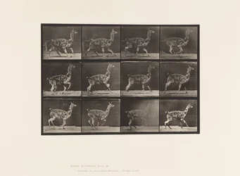 Guanaco; galopant