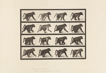 Planche 747. Babouin ; Marchant à quatre pattes