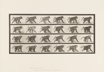 Planche 748. Babouin; Marchant à quatre pattes