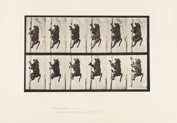 Planche 749. Babouin ; Grimpant à un poteau