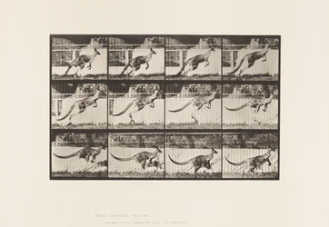Planche 752. Kangourou; Sautant