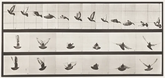 Planche 755. Pigeon; Voler