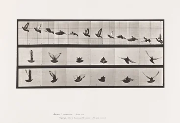 Planche 755. Pigeon ; Volant