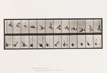 Planche 756. Pigeon; Vol