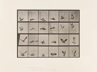 Planche 757. Pigeon ; Volant