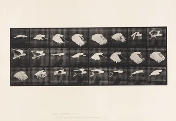 Planche 759. Cacatoès; en vol