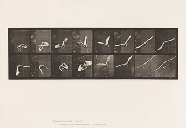 Planche 761. Cacatoès; en vol