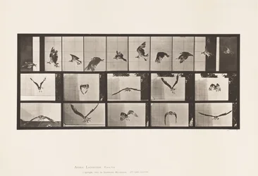 Planche 764. Balbuzard pêcheur ; En vol