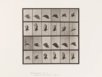 Planche 765. Vautour ; Volant