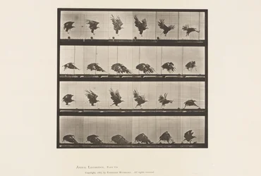 Planche 770. Aigle américain; Vol près du sol