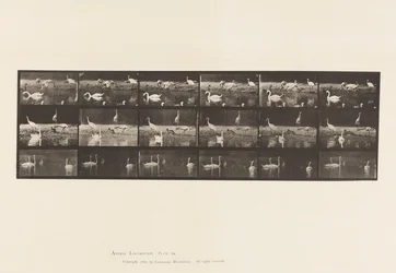 Planche 776. Cigognes; Cygnes, etc, A, B, C