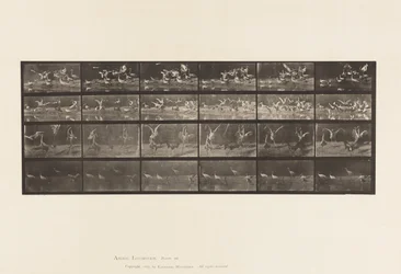 Planche 777. Cigognes; etc, A, B, C, D