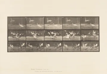 Planche 778. Cigognes ; etc, A, B, C