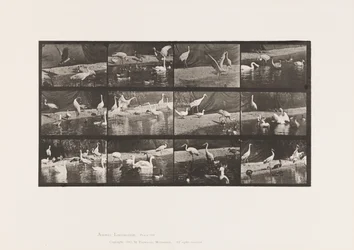 Planche 780. Cigognes ; Cygnes, etc.