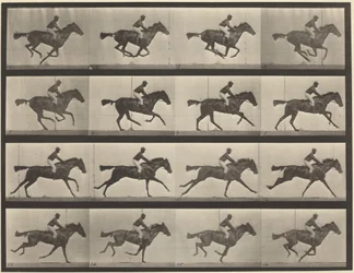 Planche numéro 626. Galop, jument bai pur-sang, Annie G.