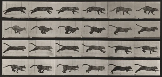 Planche numéro 720. Chat; au galop