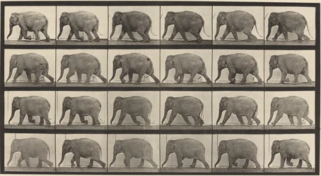 Numéro de plaque 733. Éléphant marchant