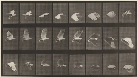 Planche numéro 758. Cacatoès en vol, 1887